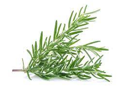 Rosemary Plant