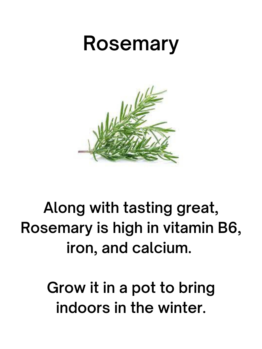 Rosemary Plant