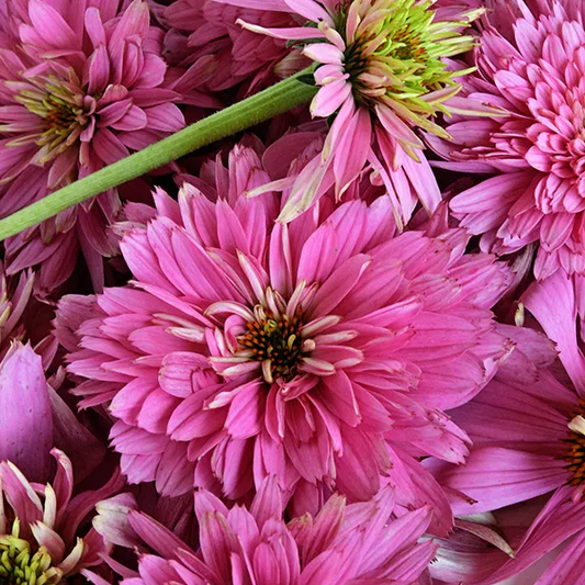 Paradiso Super-Duper Echinacea Plant