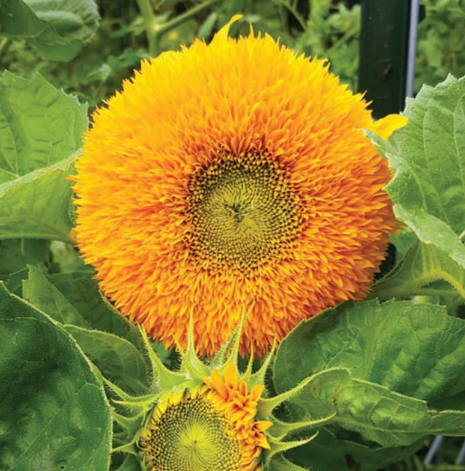 Teddy Bear Sunflower Plants - 6 pk