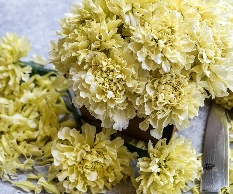 Sugar & Spice Marigold Plant - 6 pk