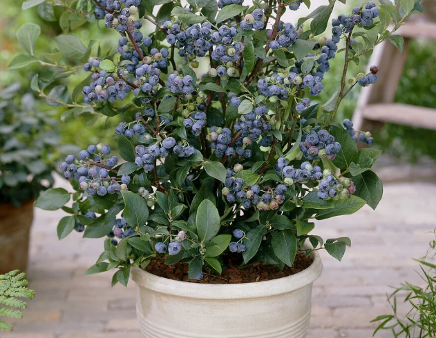 Top Hat Blueberry