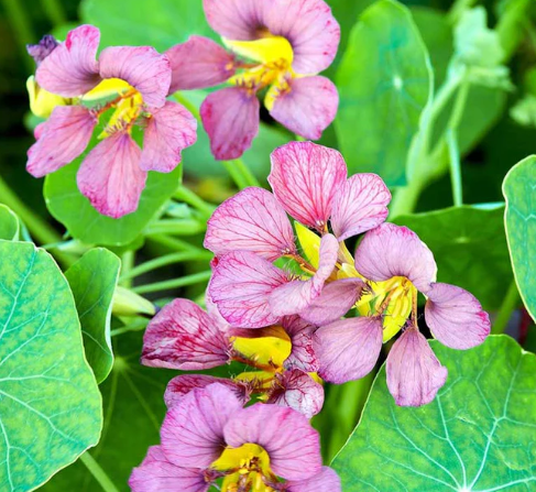 Purple Emperor Nasturtium Plant - 4 pk