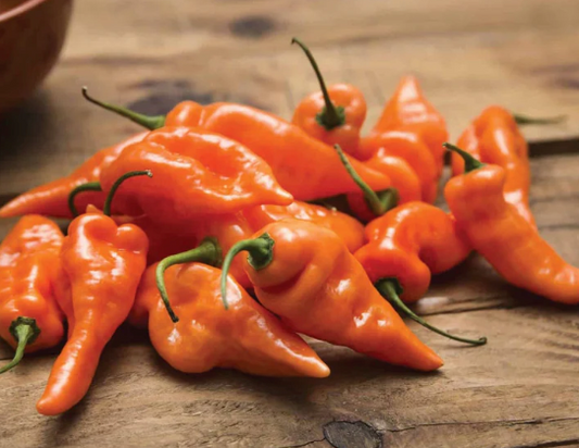 Habanada (No Heat) Pepper Plant
