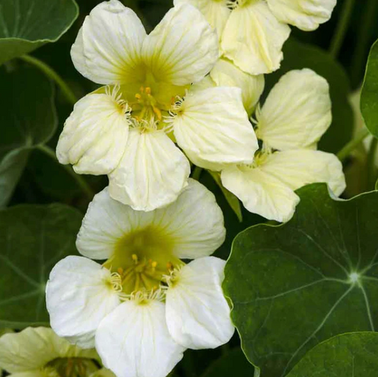 Yeti Nasturtium (Trailing) Plant - 4 pk