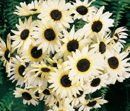 Italian White Sunflower Plants - 6 pk
