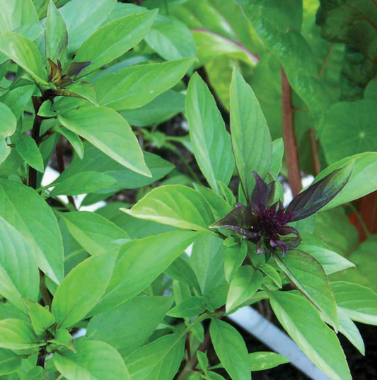 Licorice Basil Plant