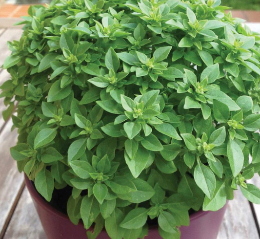 Dwarf Greek Basil Plant