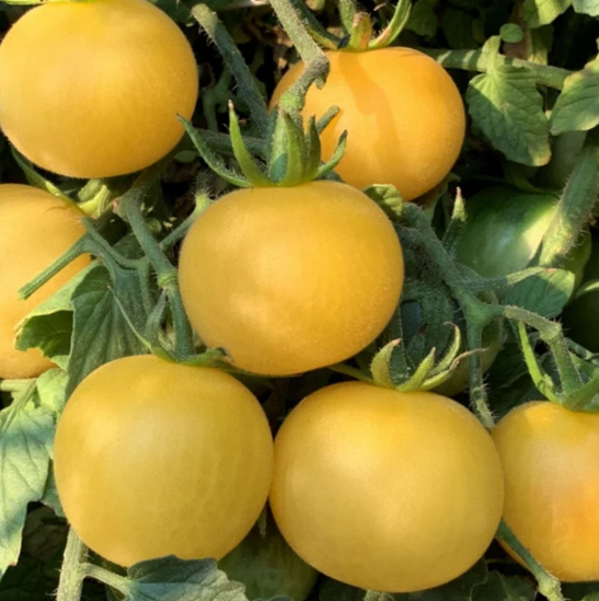 Wapsipinicon Peach Tomato Plant