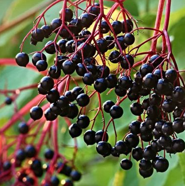 Elderberry Pollinator Bundle