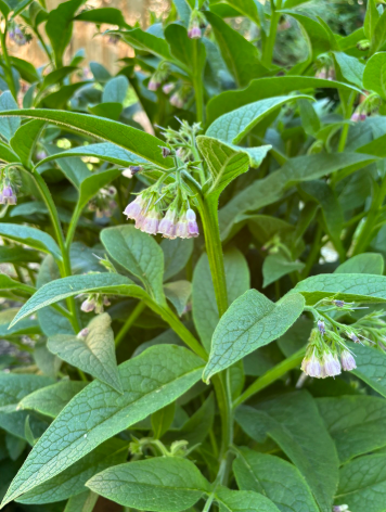 Comfrey (Bocking 14) Plant