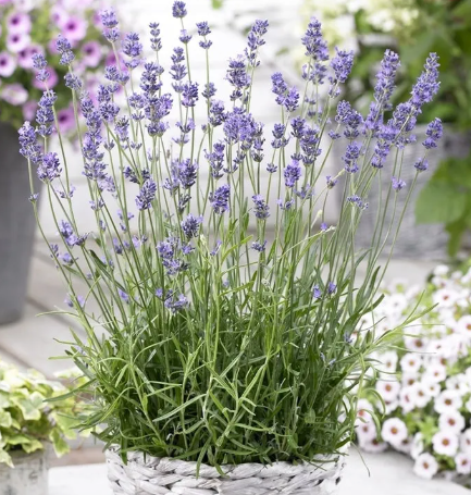 Munstead Lavender Plant