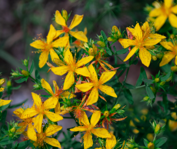 St. John's Wort Plant