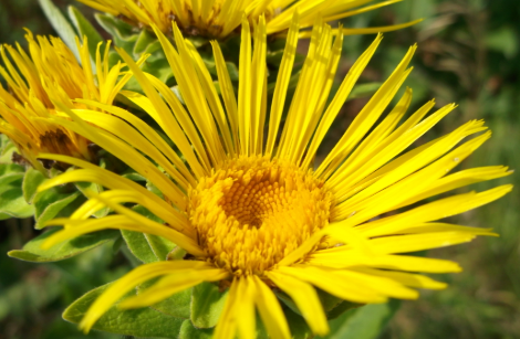 Elecampane Plant
