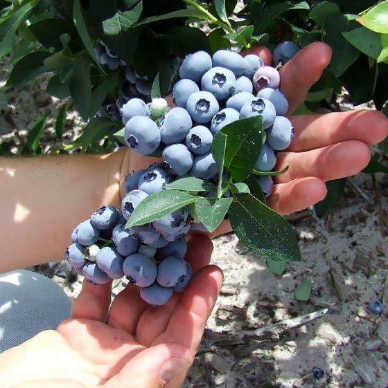 Hannah's Choice Blueberry