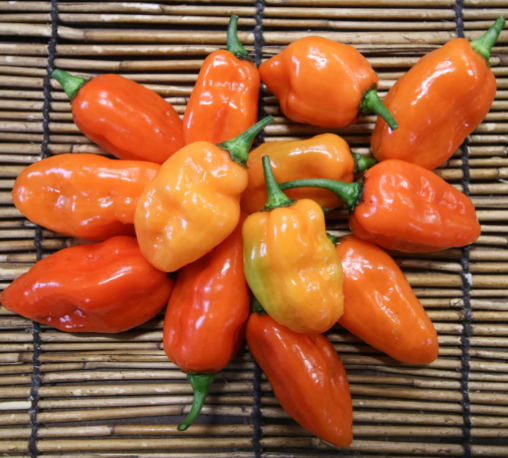 Habanero Caribbean Orange Pepper Plant