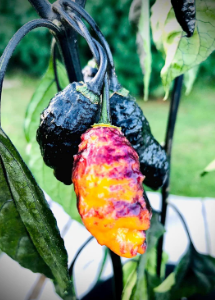 Hallow's Eve Pepper Plant