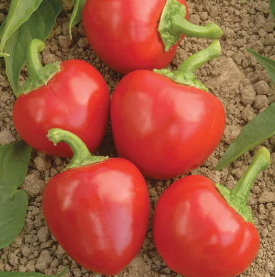 Large Red Hot Cherry Pepper Plant