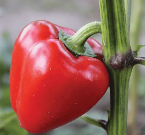 Pimento Pepper Plant