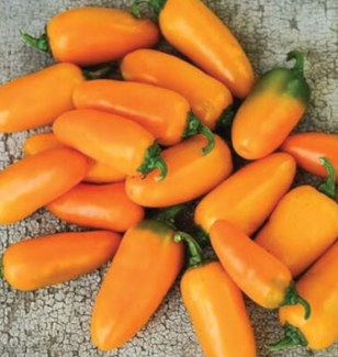Pumpkin Spice Jalapeno Pepper Plant