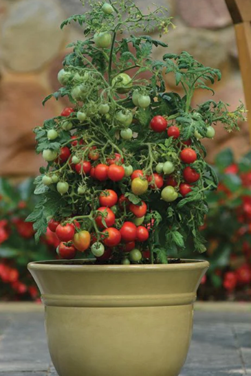 Container Garden Collection #1