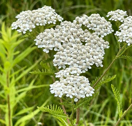 Yarrow Plant