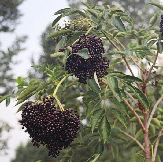 Wyldewood Elderberry