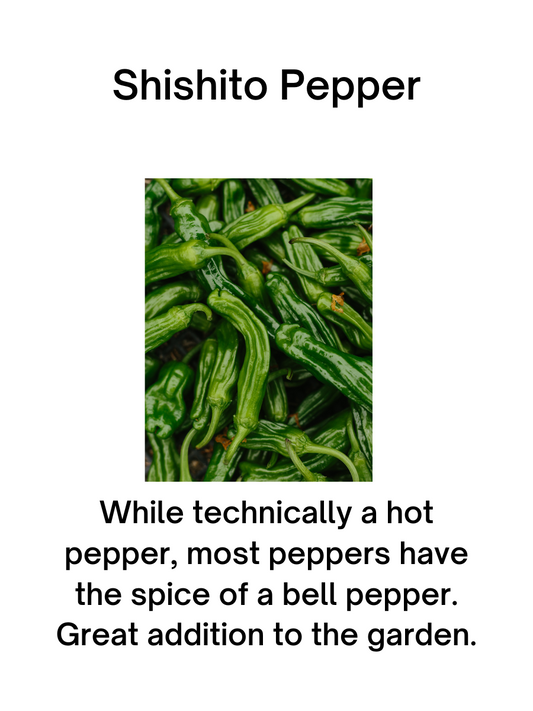 Shishito Pepper Seeds