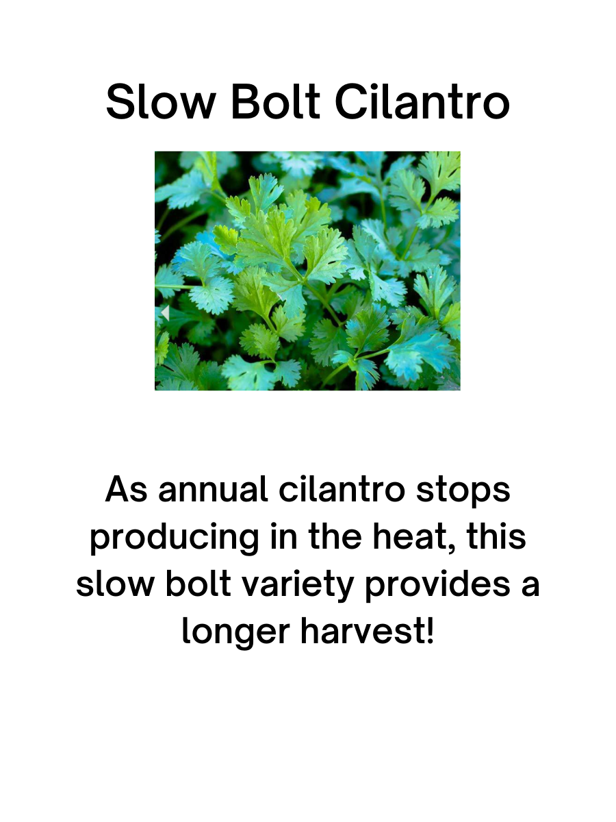 Slo-Bolt Cilantro Plant