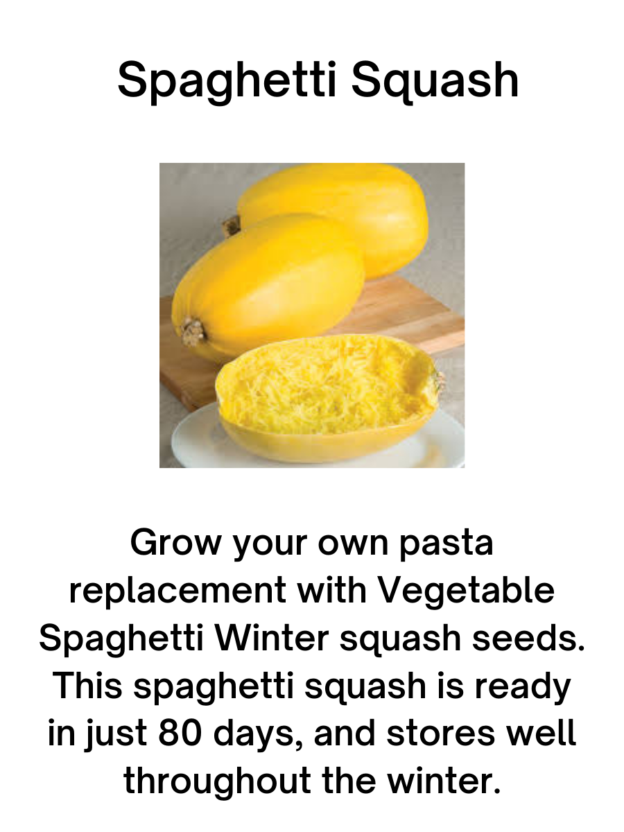 Spaghetti Squash Plant