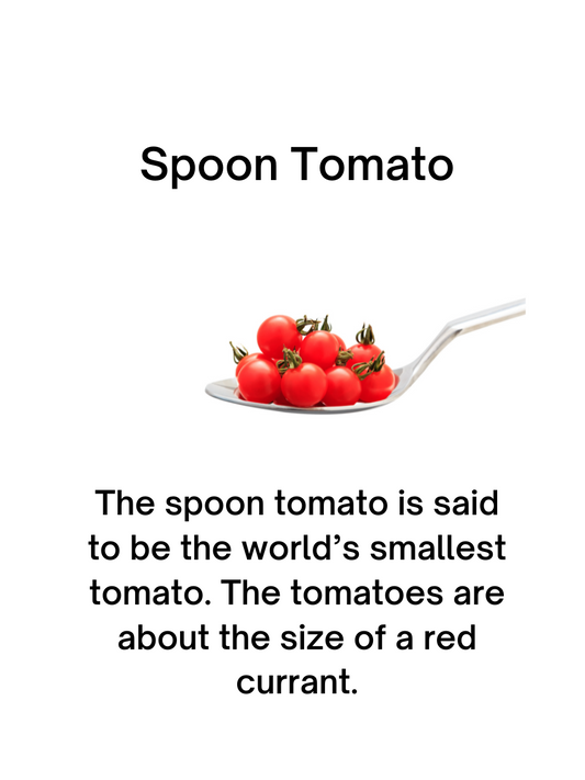 Spoon Tomato Seeds