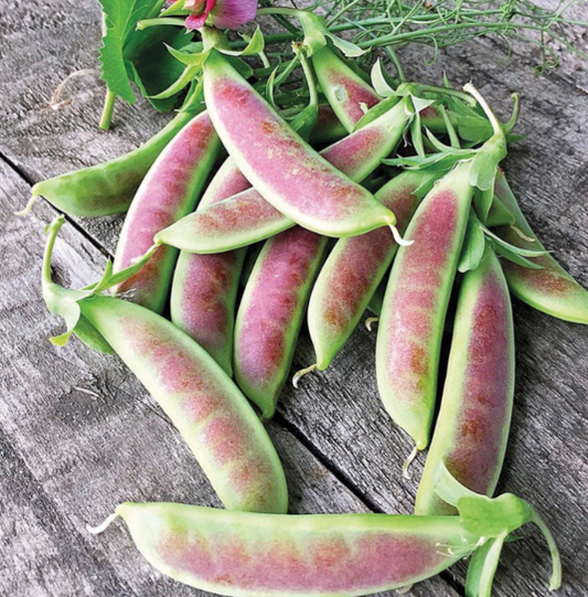 Spring Blush Pea Plants - 6 pk