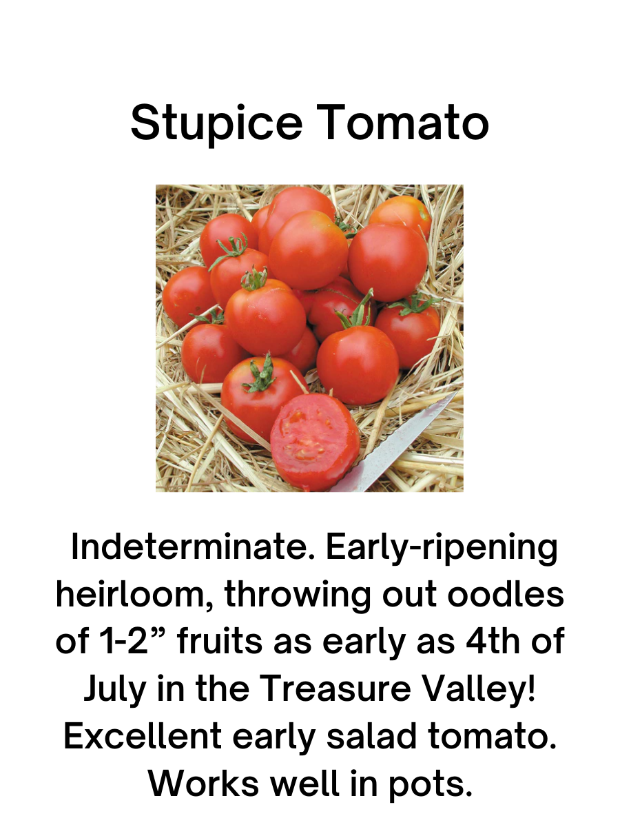 Stupice Tomato Plant