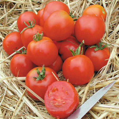 Stupice Tomato Plant