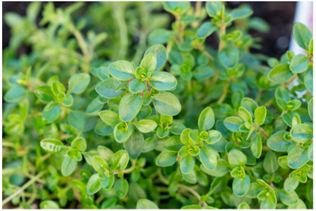 Thyme Plant