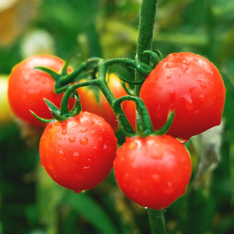 Red Cherry Tomato Plant