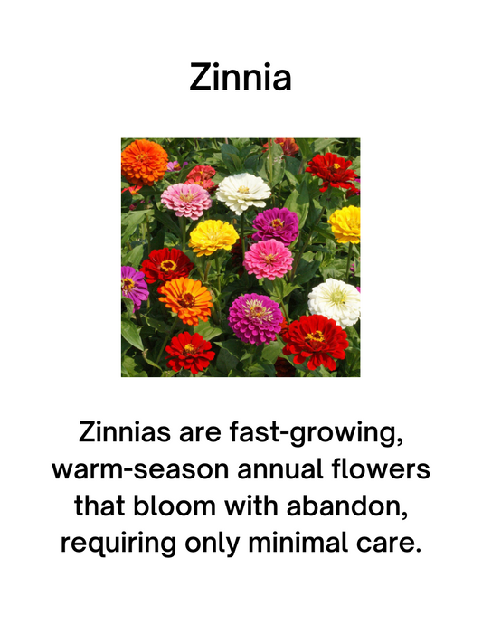 Mini Zinnia Mix Seeds