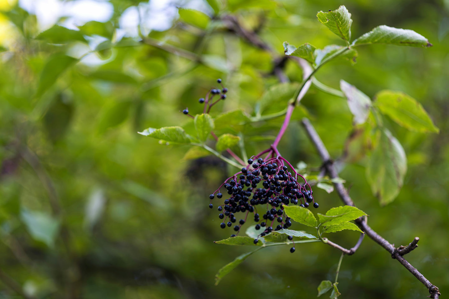 Marge Elderberry