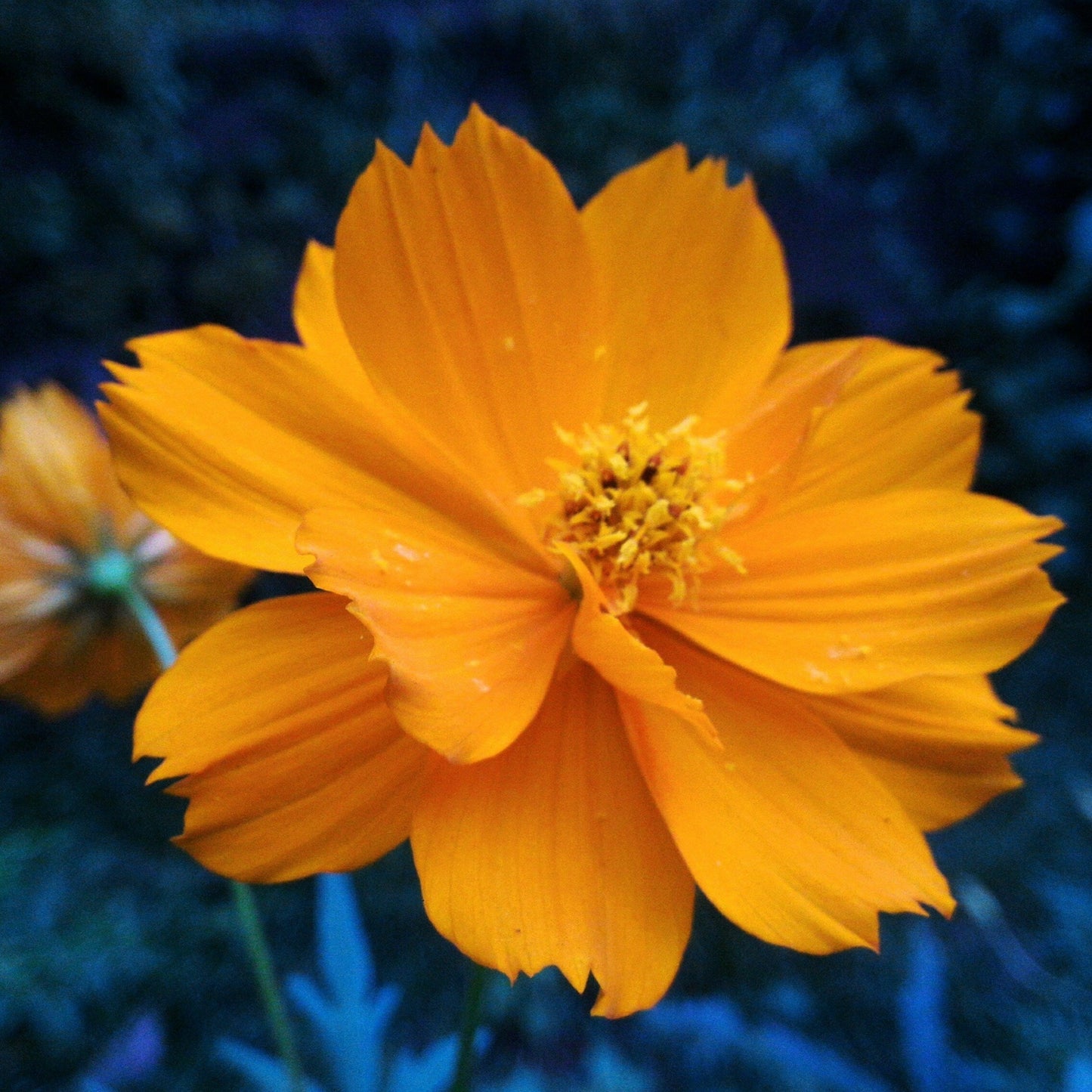 Bright Lights Cosmos