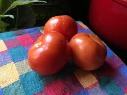 Sasha Altai Tomato Plant