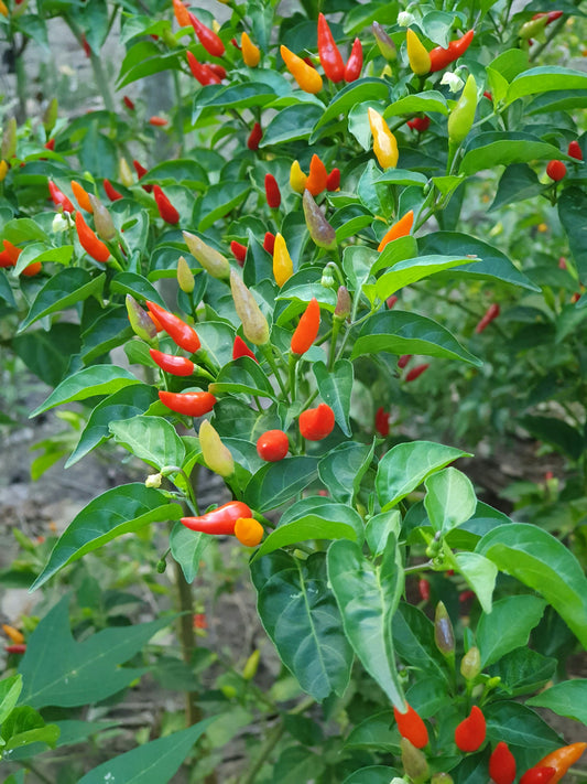 Tabasco Pepper Plant