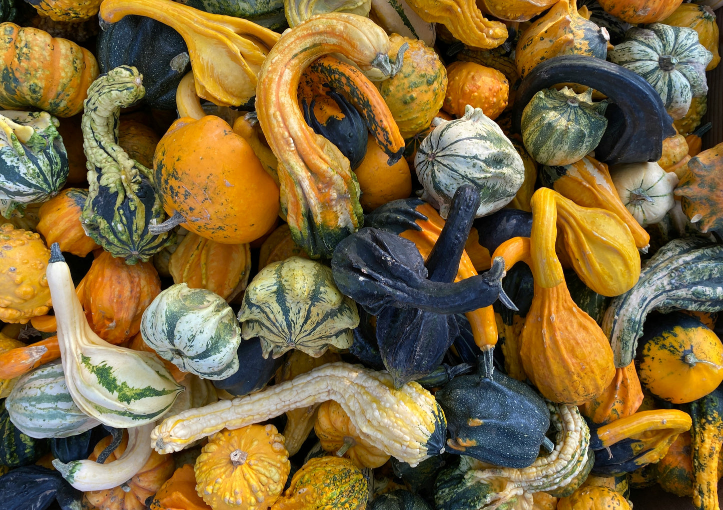 Decorative Gourd Plant - 3pk