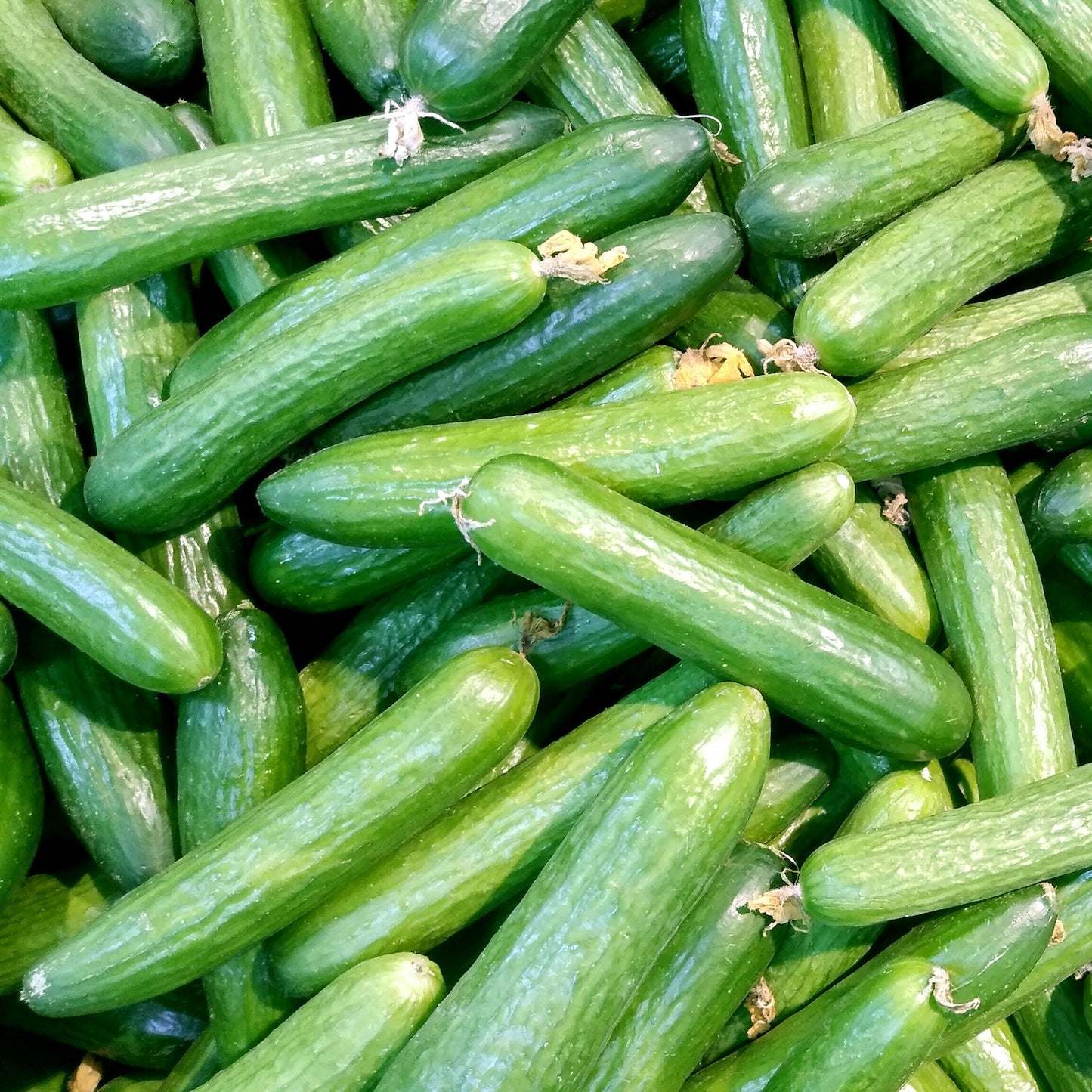 Spacemaster (Bush) Cucumber Plant