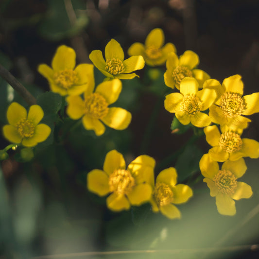 Sweet Mace/Mexican Mint Marigold Plant - 4 pk