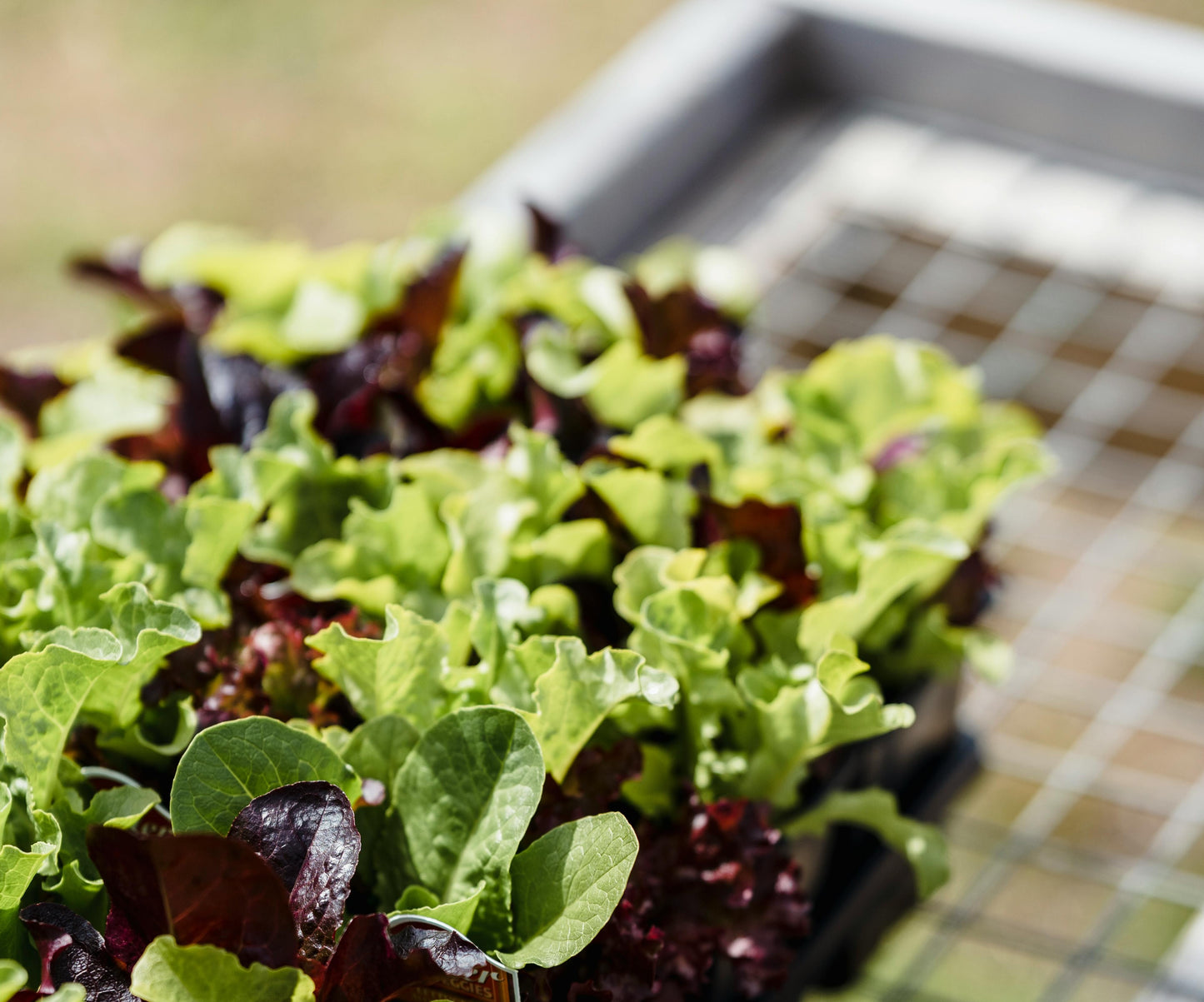 Spring Vegetable Collection #2