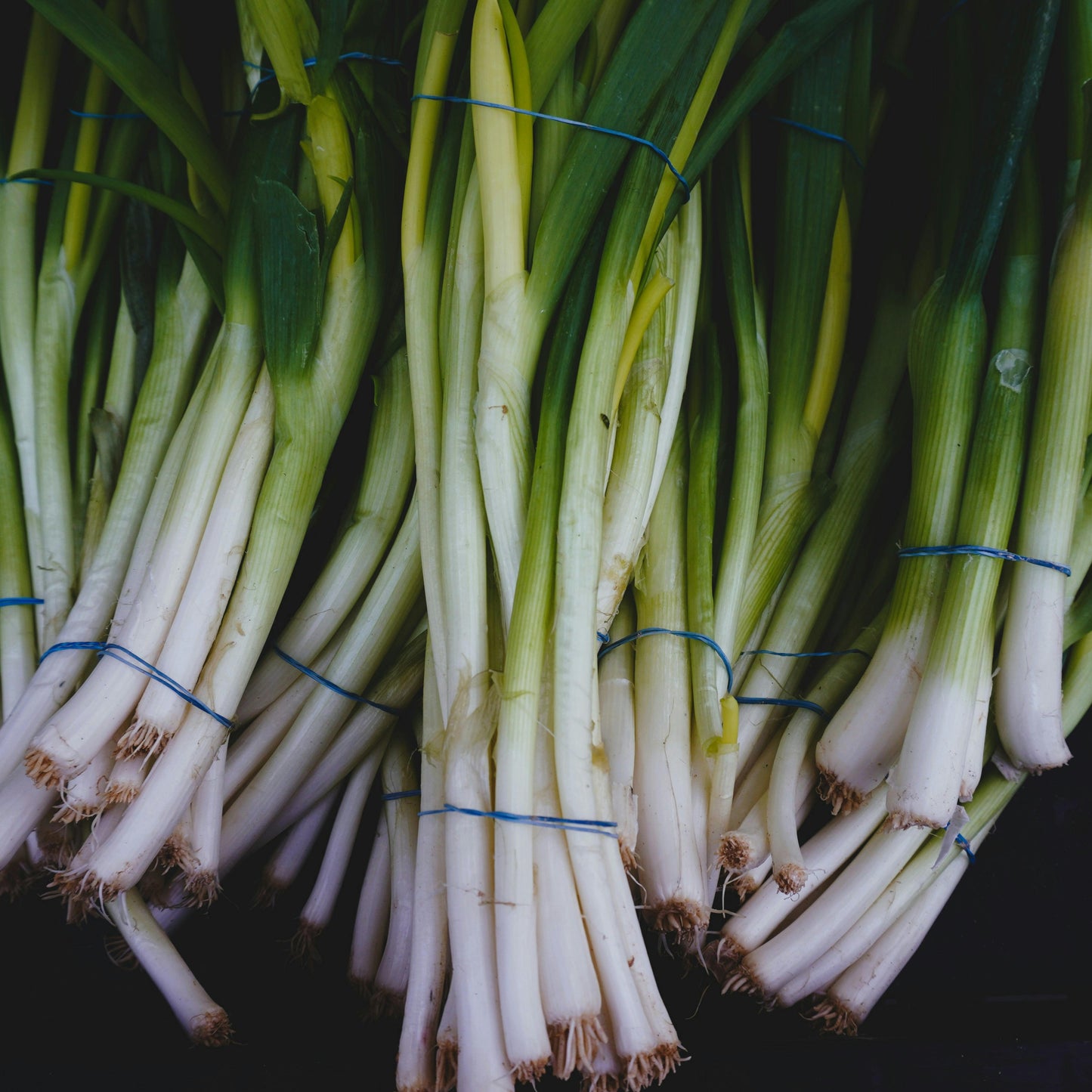 3" Guardsman Onion (Green Onions) - Approx 15 plants