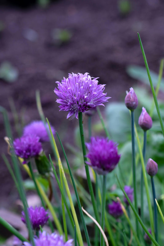 3" Chives