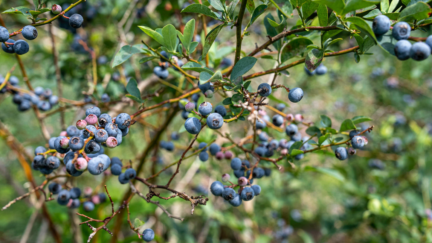 Jersey Blueberry
