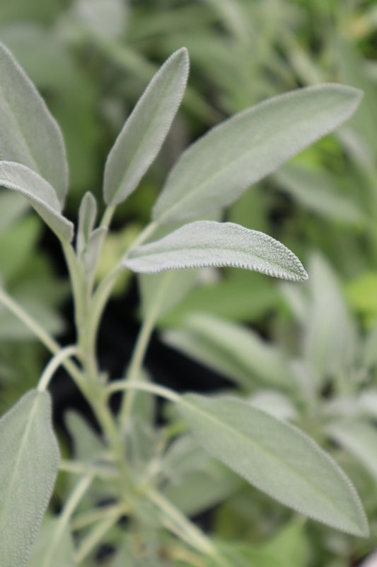 Broad Leaf Sage Plant