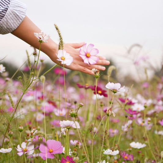 Sensation Mix Cosmos